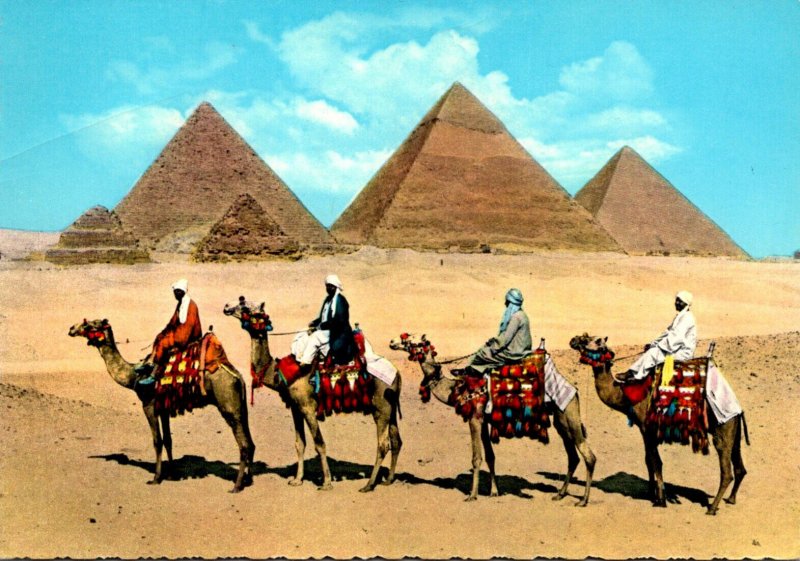 Egypt Camel Caravan Near Giza Pyramids