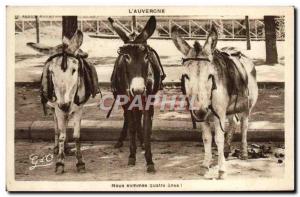 Old Postcard L & # 39Auvergne We Are four donkeys