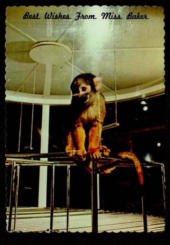 AL Alabama Space Rocket Center Huntsville Alabama Miss Baker Monkey Postcard