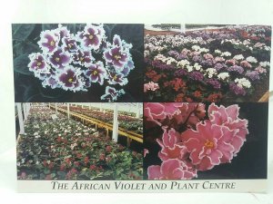 The African Violet and Plant Centre Kings Lynn Vintage Postcard c1990