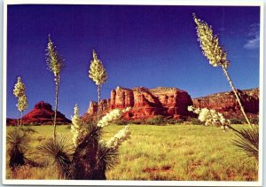 M-88337 Yucca Or Spanish Bayonet Sedona Arizona