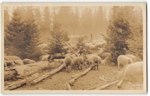 Antique RPPC Sheep Farm Ranch ROSLYN Washington Kittitas County 1912 Postcard