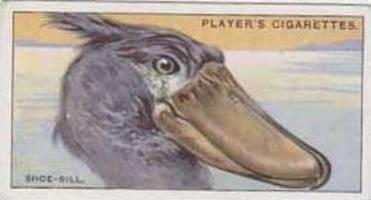 Players Cigarette Card Curious Beeks No. 43 The Shoe Bill