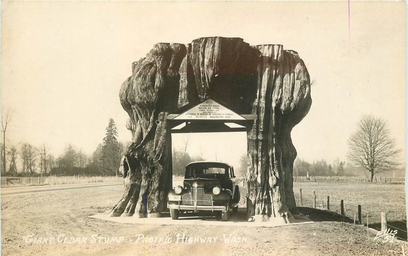 Postcard RPPC Washington Pacific Highway Giant Cedar Stump drive through 23-846 
