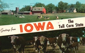 Vintage Postcard 1962 Large Letter Greetings Iowa The Tall Corn State Cows Farm