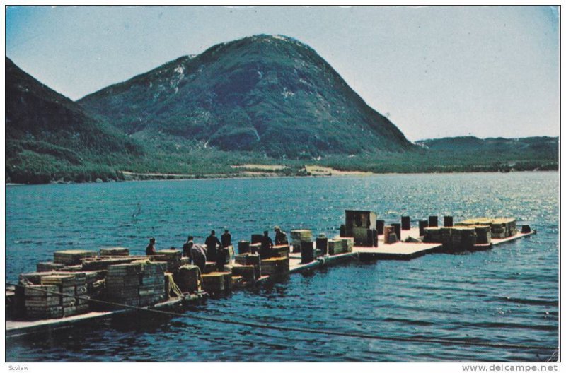 A Lobster Pound, Along The Bays and Inlets Of Newfoundland, Canada, 1940-1960s