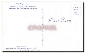 Postcard Modern Fairview Canada Alberta Bull moose