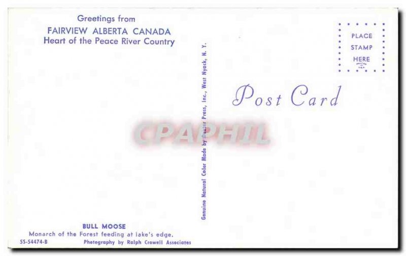 Postcard Modern Fairview Canada Alberta Bull moose