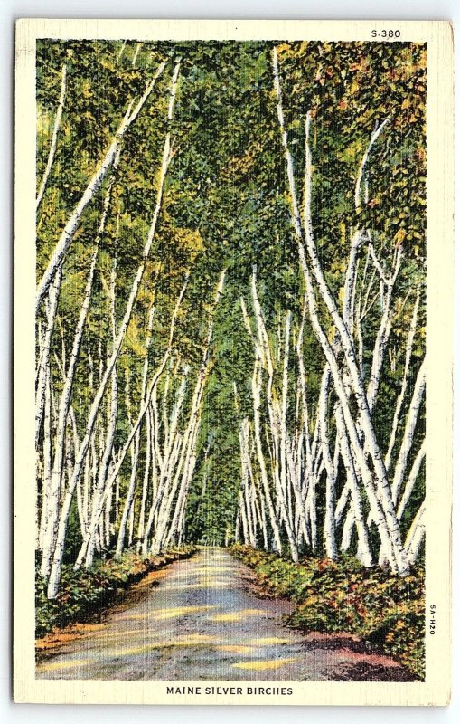 1935 MAINE SILVER BIRCHES UNPOSTED LINEN POSTCARD P698