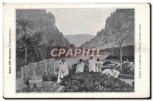 Old Postcard Oasis d eL Kantara Contantine gardening Lesson was the Franco-Ar...