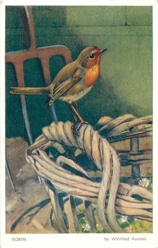 Postcard Animals robin  bird
