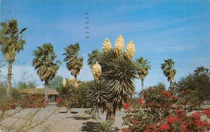 Palms, Bougainvillea - Rio Grande Valley, Texas TX  