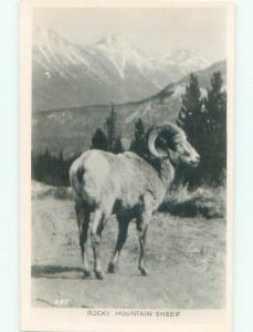 old rppc RAM SHEEP Published In Vancouver British Columbia BC W0894