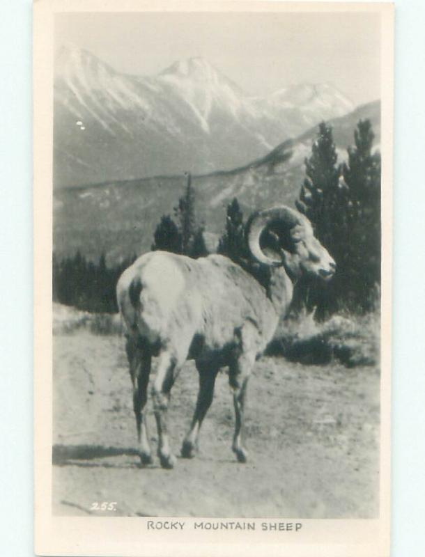 old rppc RAM SHEEP Published In Vancouver British Columbia BC W0894