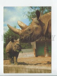 3179381 rhinoceros old postcard