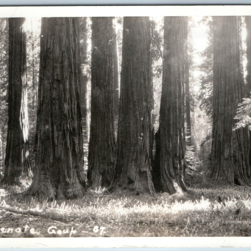 c1930s Sequoia National Park, CA RPPC Senate Group Trees Famous Redwoods PC A199