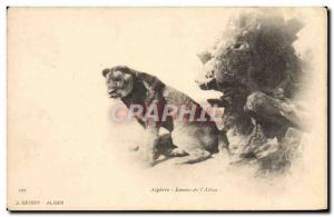 Old Postcard Lioness of & # 39Atlas