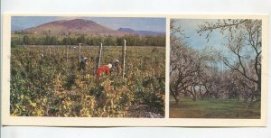 466282 1981 Armenia vineyards Ararat valley blooming apricots Ed. Planeta