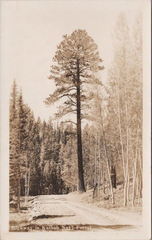 RPPC Postcard Highway Kaibab National Forest Arizona AZ