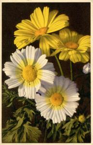 Flowers - Corn Marigold