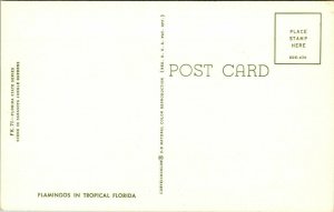 Vintage Postcard Flamingos In Tropical Florida Sarasota Jungle Gardens 1488