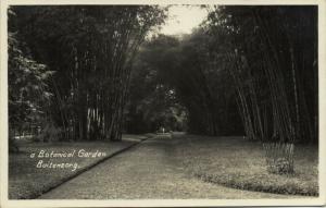 indonesia, JAVA BUITENZORG, Botanical Garden (1931) RPPC Stamp