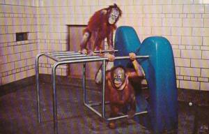 Michigan Detroit Zoological Park Orangutan Holden Great Ape Exhibit