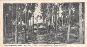 B86430 abyssinie avenue d eucalyptus  ethiopia