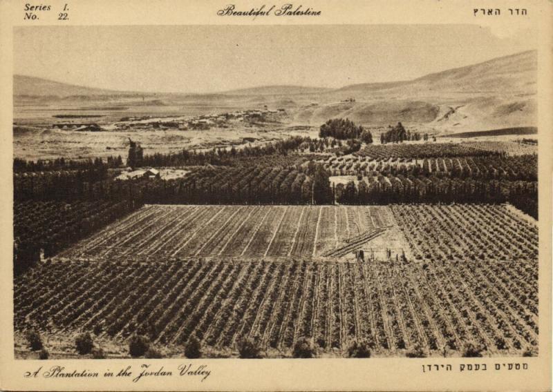 israel palestine, Plantation in the Jordan Valley (1930s) Postcard