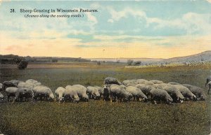 Racine Wisconsin c1910 Postcard Sheep Grazing in Wisconsin Pastures