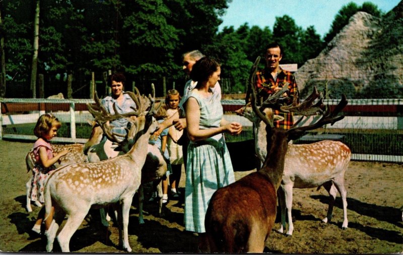 Michigan Coloma Paw Paw Lake Deer Forest Animal Farm