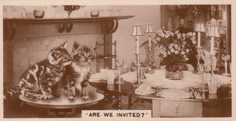 Cat Cats Wanting Dinner Party Invite German Real Photo Cigarette Card