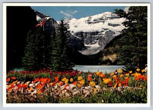 Poppies In Bloom, Lake Louise, Banff National Park, Alberta, Don Harmon Postcard