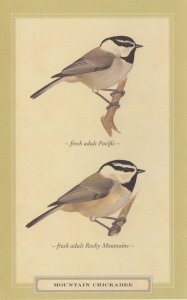 Mountain Chickadee Rocky Mountains Pacific Stunning Bird Postcard