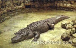 Florida USA Alligator, Animal Unused 