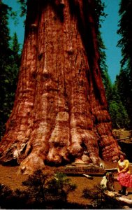 California Sequoia National Park General Sherman Tree 1965