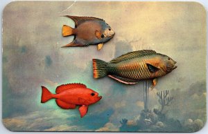 VINTAGE POSTCARD QUEEN ANGEL FISH WRASSE FISH & TORO FISH VALENCE KODACHROME