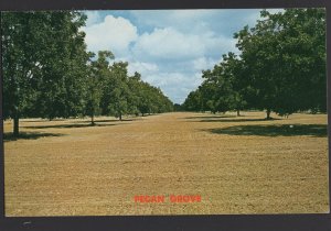 Pecan Grove in the Southland - A Major Industry ~ Chrome