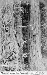 Fresno Redwoods CA W.K. Another View of Redwood Guerneville Sonoma County #2 RPC