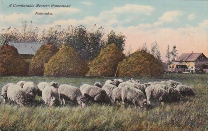 Nebraska Grazing Sheep A Comfortable Western Homestead Curteich