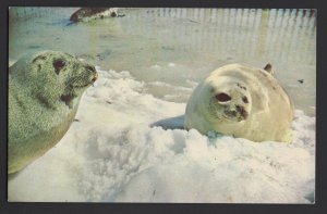 PEI Prince Edward Island NORTH RUSTICO Wildlife Park - Harp Seals Winter Chrome