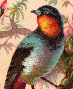 1880s Victorian Trade Cards Beautiful Colorful Wild Birds Lot Of 4 F107