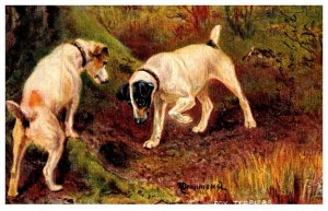 Dog , Fox Terries ,