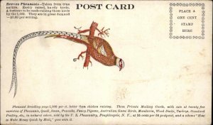 Poughkeepsie U.S. Pheasantry Reeves Pheasants Ad c1905 Private Mailing Card PC