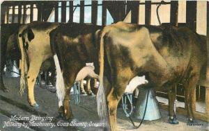 C-1910 Dairy Agriculture milking Coos County Oregon Portland postcard 8889