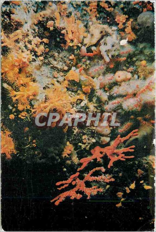 Postcard Collection Modern Wonders Under Marines 45 m depth Precious Coral po...