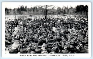 RPPC COMMERCIAL CROSS, P.E.I. Canada ~ HARVEY MOORE BIRD SANCTUARY  Postcard