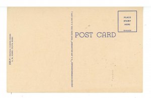 FL - Royal Poinciana Tree in Full Bloom