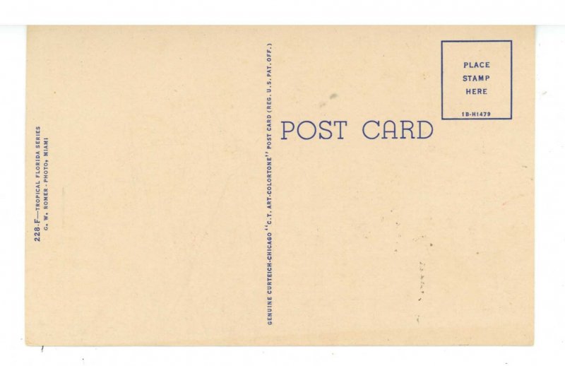 FL - Royal Poinciana Tree in Full Bloom