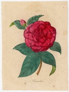 1830-50s T Bonar Hand Colored Camelia Print #KT